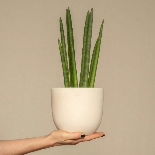 Sansevieria cylindrica
