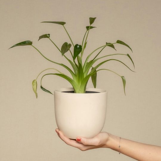 Alocasia Tiny Dancer