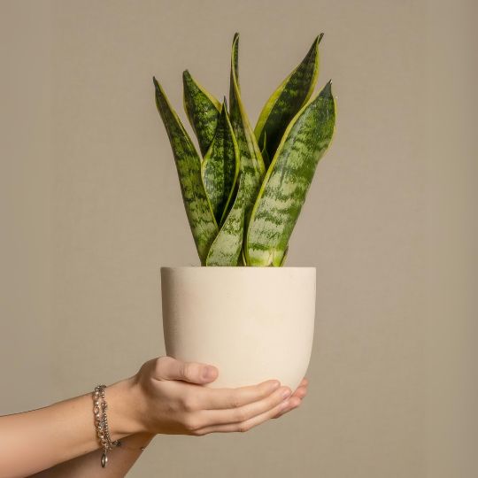 Dracaena trifasciata