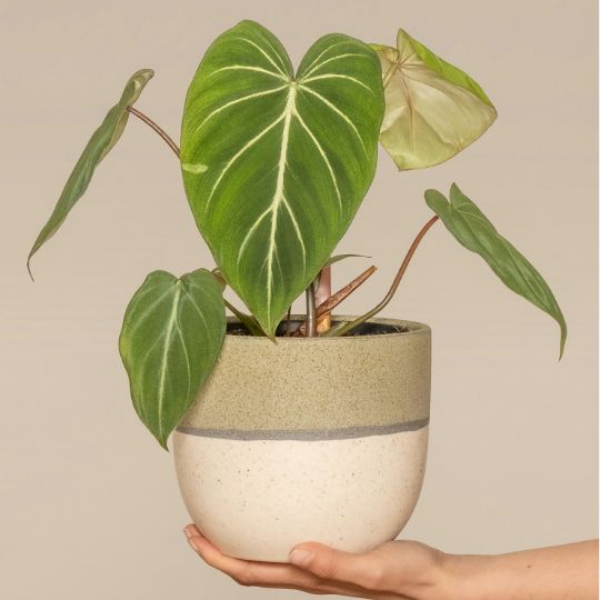 Philodendron gloriosum