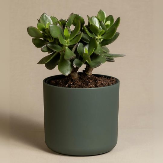 Jade plant