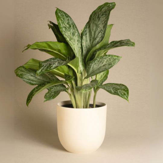 Aglaonema Greenlight
