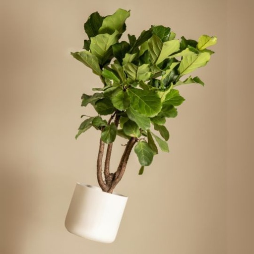 [FIGL] Fiddle-leaf fig