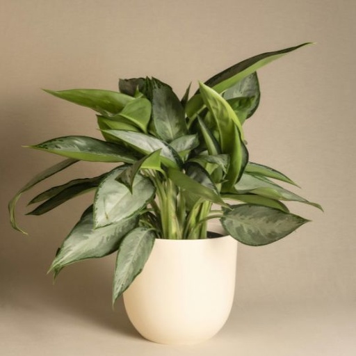 [ASQM] Aglaonema Silver Queen