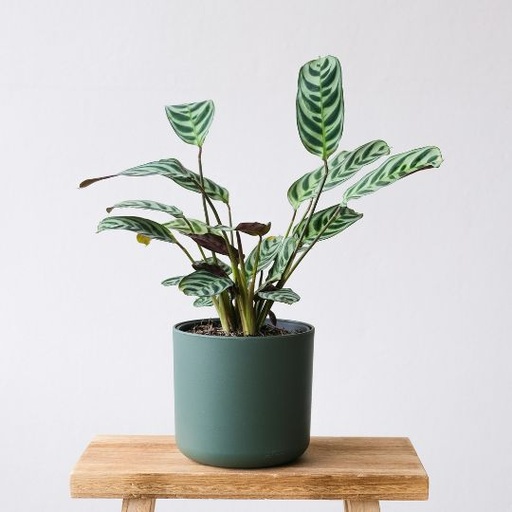 [CBMM] Calathea Burle Marxii