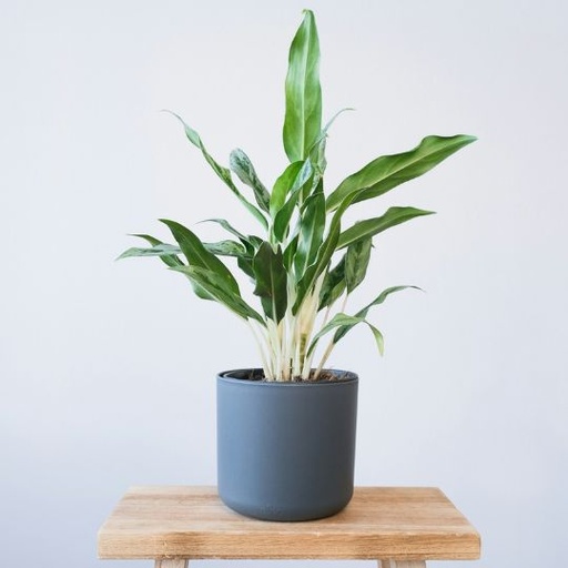 [AGHM] Aglonema greyhound