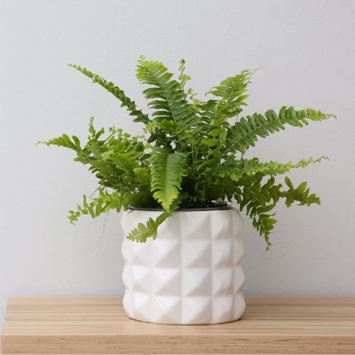 [BOFM] Boston Fern