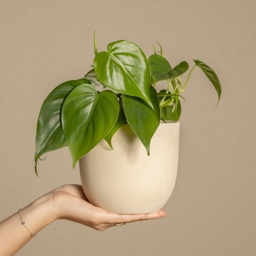 [PHCM] Philodendron cordatum