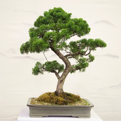 [CABM] Casuarina Bonsai