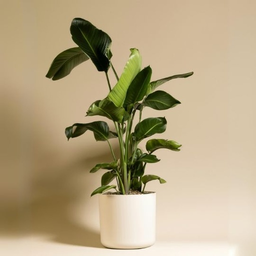 [BOPL] Bird of paradise