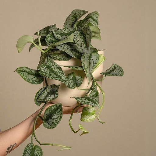 [SAPM] Satin pothos